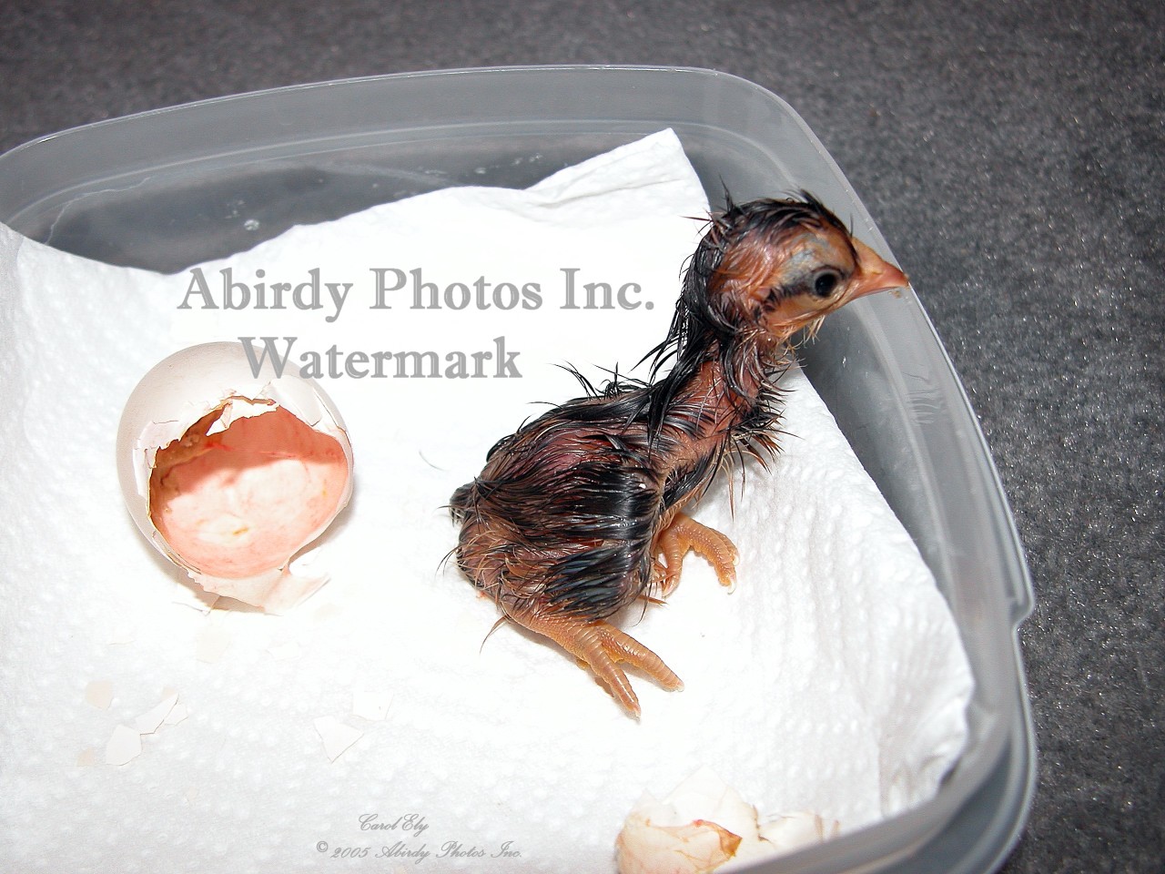 Abirdy Photos Inc Birds Baby Chicks